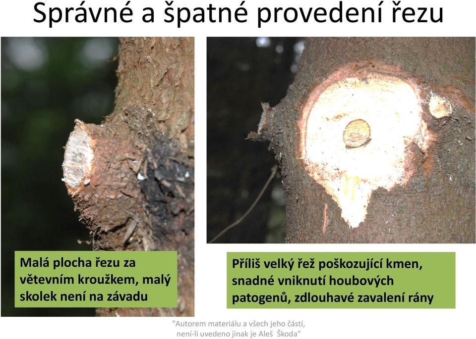 závadu Příliš velký řež poškozující kmen,
