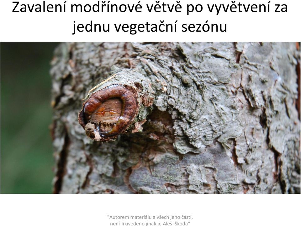 po vyvětvení za