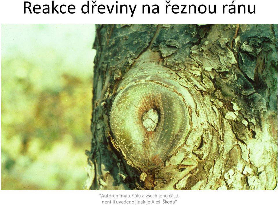 na řeznou