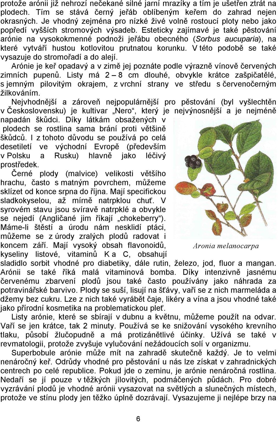 Esteticky zajímavé je také pěstování arónie na vysokokmenné podnoži jeřábu obecného (Sorbus aucuparia), na které vytváří hustou kotlovitou prutnatou korunku.