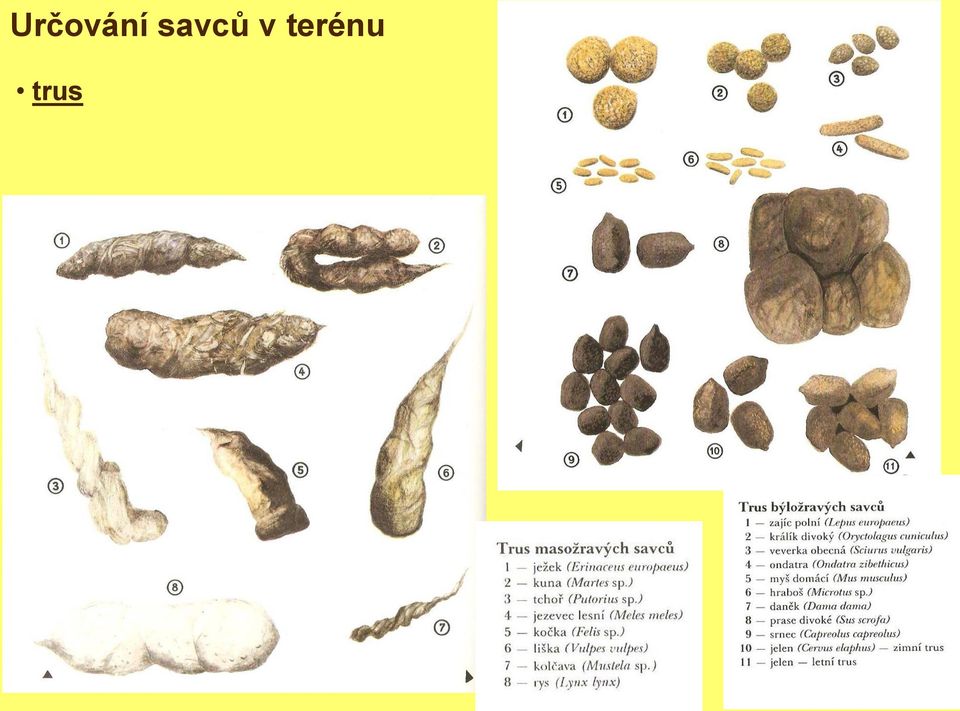 terénu