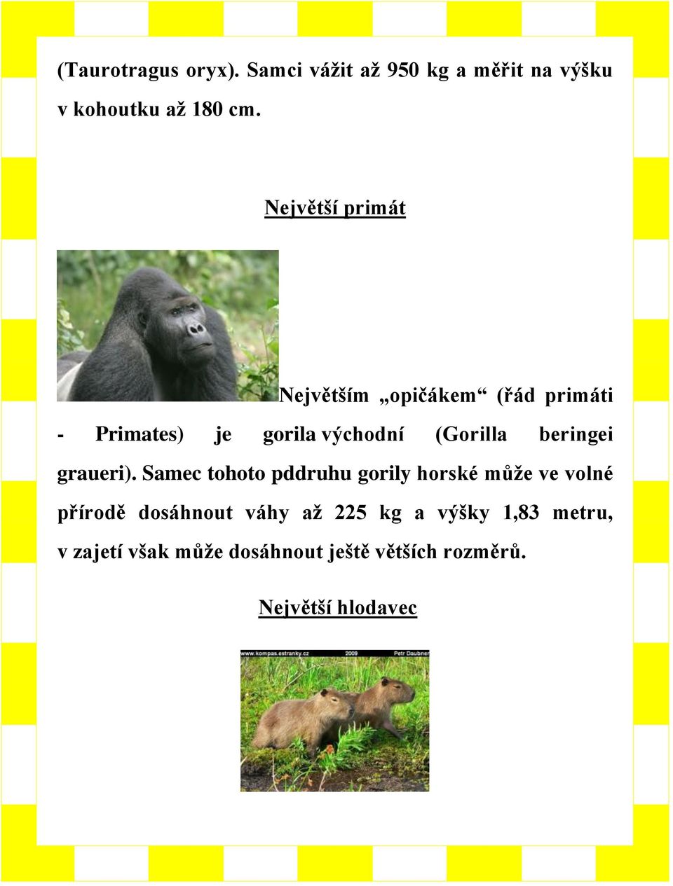 beringei graueri).