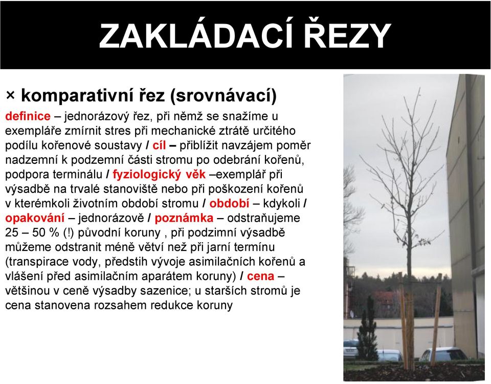 životním období stromu / období kdykoli / opakování jednorázově / poznámka odstraňujeme 25 50 % (!