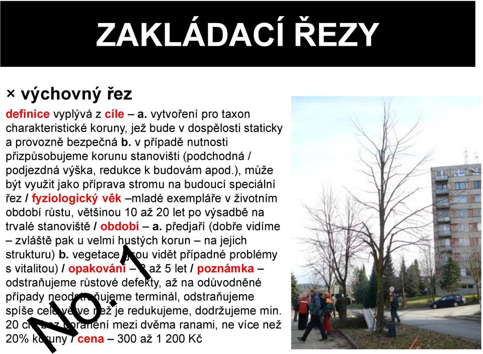 ), může být využit jako příprava stromu na budoucí speciální řez / fyziologický věk mladé exempláře v životním období růstu, většinou 10 až 20 let po výsadbě na trvalé stanoviště / období a.