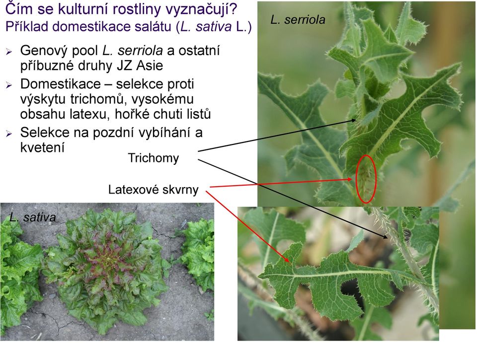 serriola a ostatní příbuzné druhy JZ Asie Domestikace selekce proti výskytu