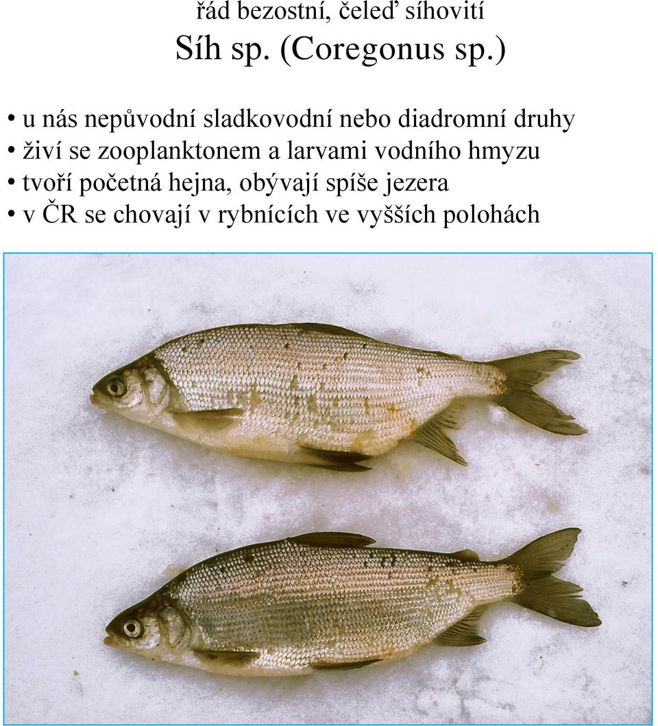 zooplanktonem a larvami vodního hmyzu tvoří početná hejna,