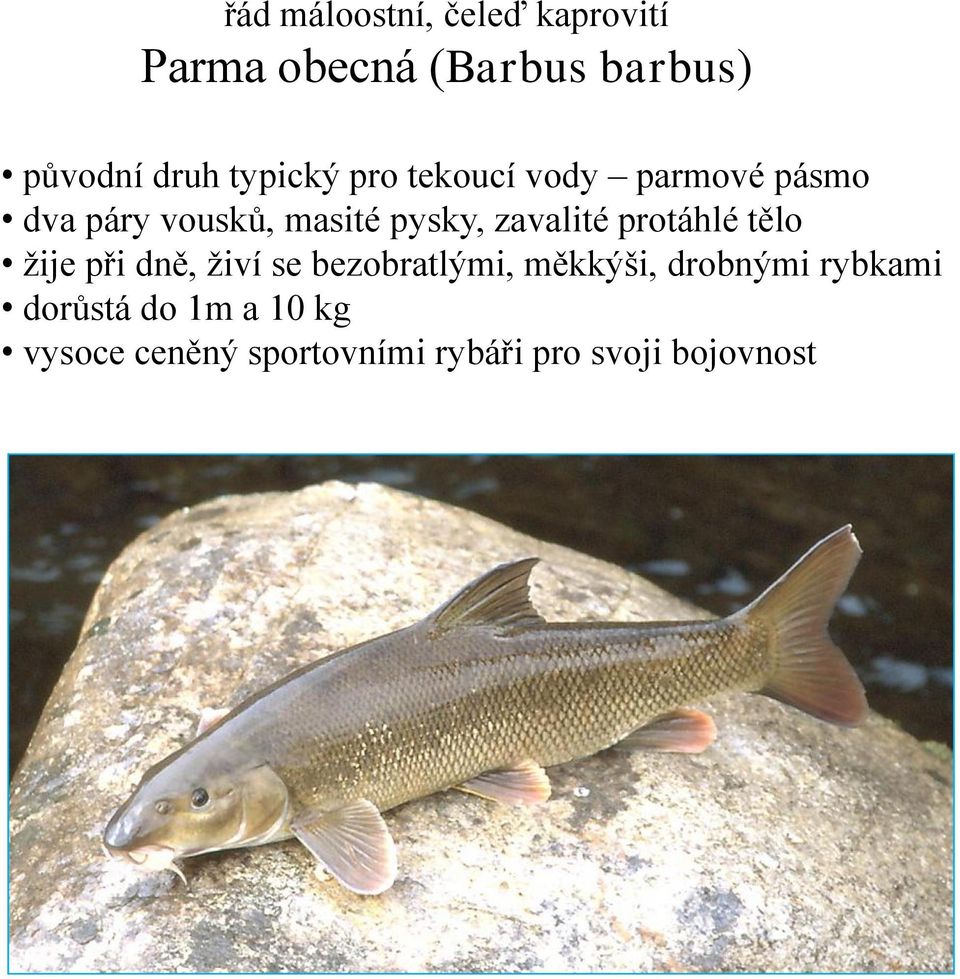 zavalité protáhlé tělo žije při dně, živí se bezobratlými, měkkýši,