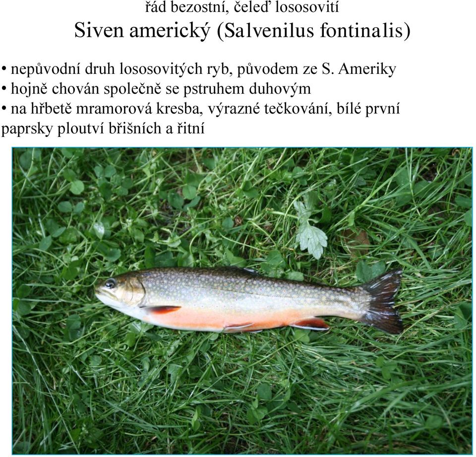 Ameriky hojně chován společně se pstruhem duhovým na hřbetě