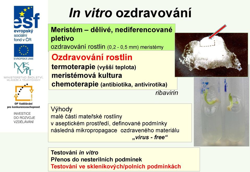 ribavirin Výhody malé části mateřské rostliny v aseptickém prostředí, definované podmínky následná mikropropagace