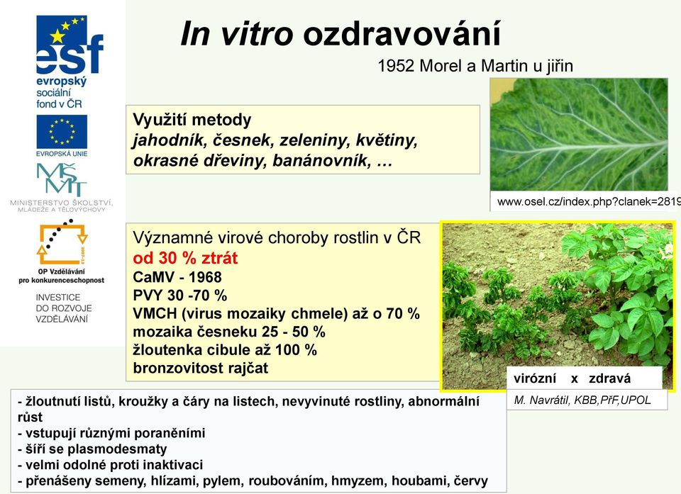 žloutenka cibule až 100 % bronzovitost rajčat virózní x zdravá - žloutnutí listů, kroužky a čáry na listech, nevyvinuté rostliny, abnormální růst - vstupují