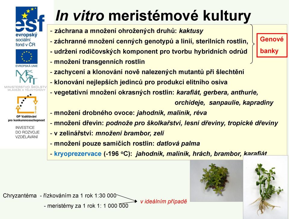 okrasných rostlin: karafiát, gerbera, anthurie, orchideje, sanpaulie, kapradiny - množení drobného ovoce: jahodník, maliník, réva - množení dřevin: podnože pro školkařství, lesní dřeviny, tropické