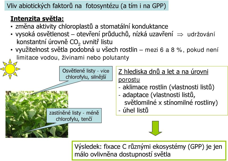 polutanty Osvětlené listy - více chlorofylu, silnější zastíněné listy - méně chlorofylu, tenčí Z hlediska dnů a let a na úrovni porostu - aklimace rostlin