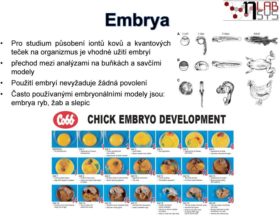 buňkách a savčími modely Použití embryí nevyžaduje žádná