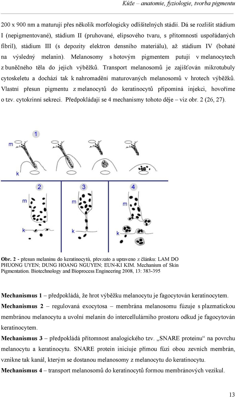 výsledný melanin). Melanosomy s hotovým pigmentem putují v melanocytech z buněčného těla do jejich výběžků.