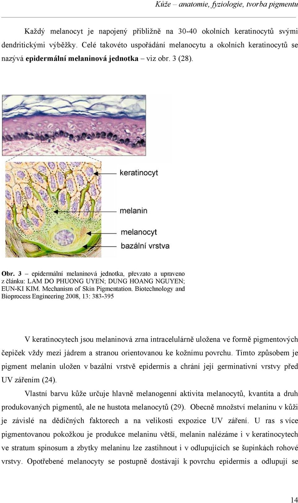 3 epidermální melaninová jednotka, převzato a upraveno z článku: LAM DO PHUONG UYEN; DUNG HOANG NGUYEN; EUN-KI KIM. Mechanism of Skin Pigmentation.