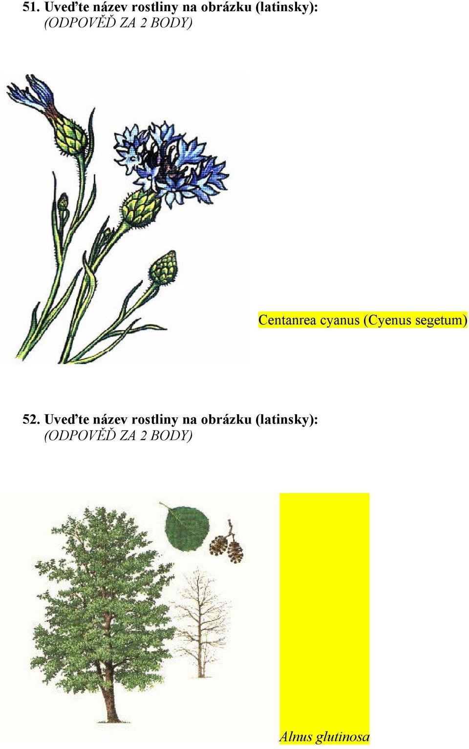 cyanus (Cyenus segetum) 52.