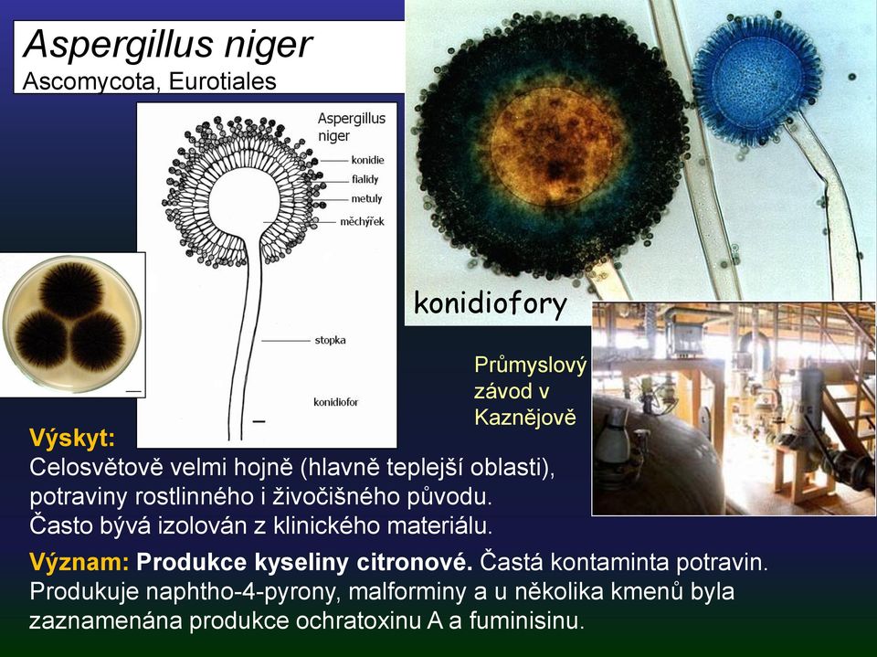 Často bývá izolován z klinického materiálu. Význam: Produkce kyseliny citronové.