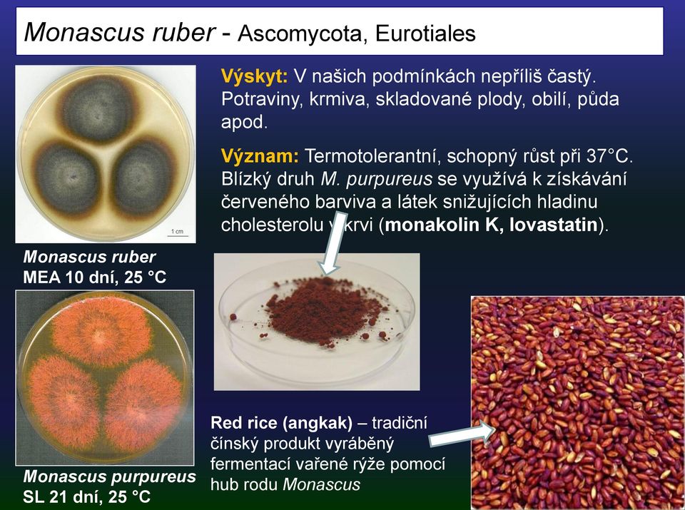 purpureus se využívá k získávání červeného barviva a látek snižujících hladinu cholesterolu v krvi (monakolin K,