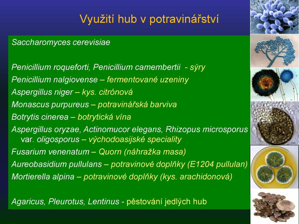 citrónová Monascus purpureus potravinářská barviva Botrytis cinerea botrytická vína Aspergillus oryzae, Actinomucor elegans, Rhizopus