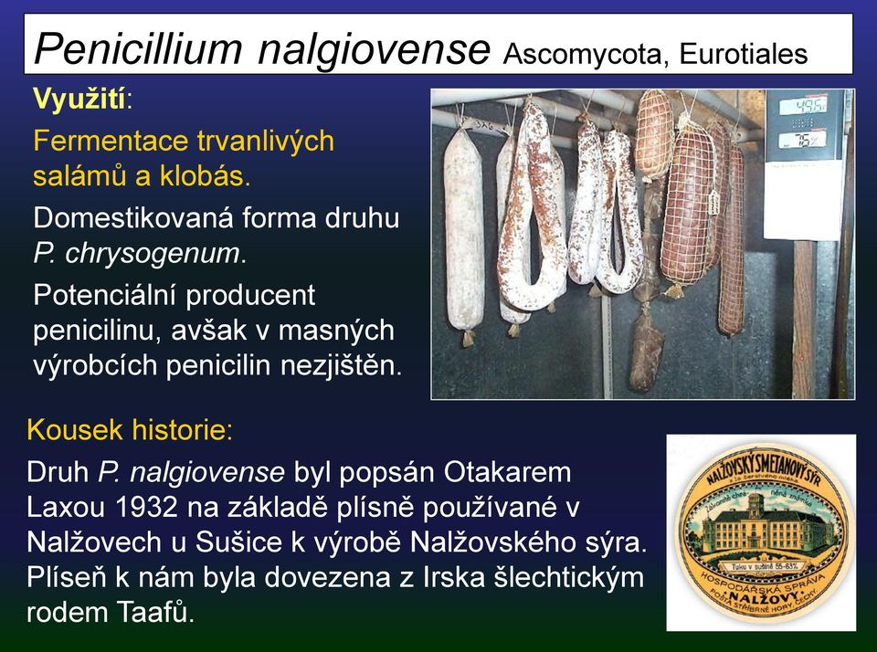 Potenciální producent penicilinu, avšak v masných výrobcích penicilin nezjištěn. Kousek historie: Druh P.