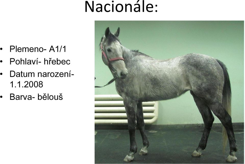 hřebec Datum
