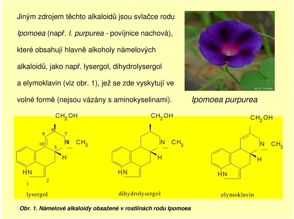 purpurea - povíjnice nachová), které obsahují hlavně alkoholy námelových alkaloidů, jako např.