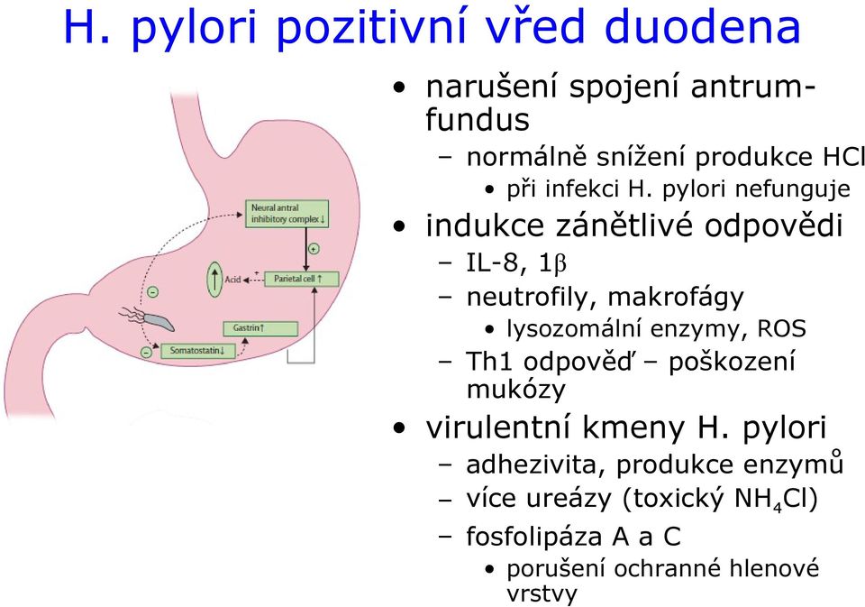 pylori nefunguje indukce zánětlivé odpovědi IL-8, 1β neutrofily, makrofágy lysozomální