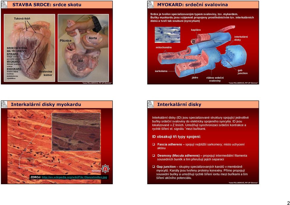 interkalárních disků a tvoří tak soubuní (syncytium) Tuková tkáň kapilára interkalární disky Aorta Plicnice mitochondrie SRDEČNÍ STĚNA MÁ TŘI VRSTVY: EPIKARD Vnější vrstva porostlá tukem Síň MYOKARD