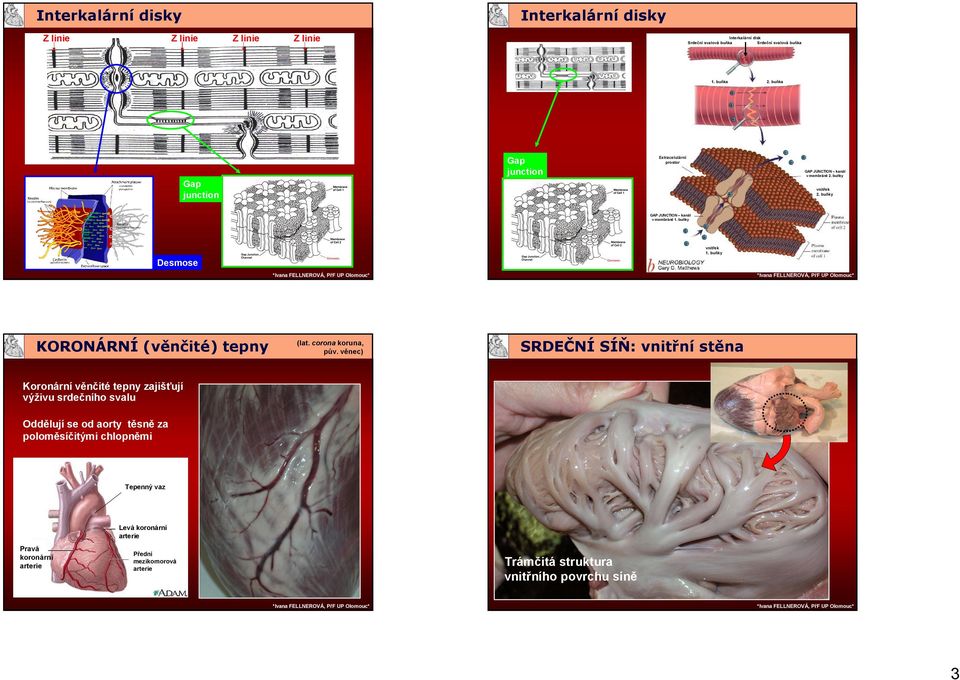 buňky Desmose vnitřek 1. buňky KORONÁRNÍ (věnčité) tepny KORONÁRNÍ (věnčité) tepny (lat. corona koruna, pův.