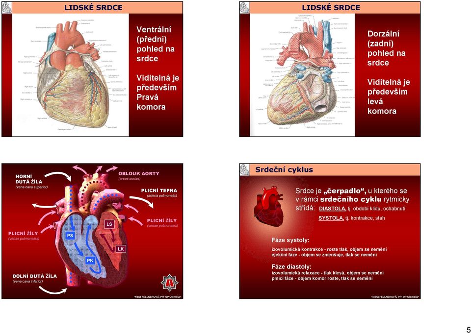 kontrakce, stah PLICNÍ ŽÍLY LS (venae pulmonales) Srdeční cyklus cyklus Srdeční (arcus aortae) (vena cava superior) PLICNÍ ŽÍLY Viditelná je především levá komora (venae pulmonales) PS Fáze systoly: