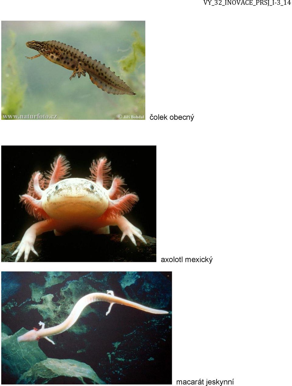 axolotl