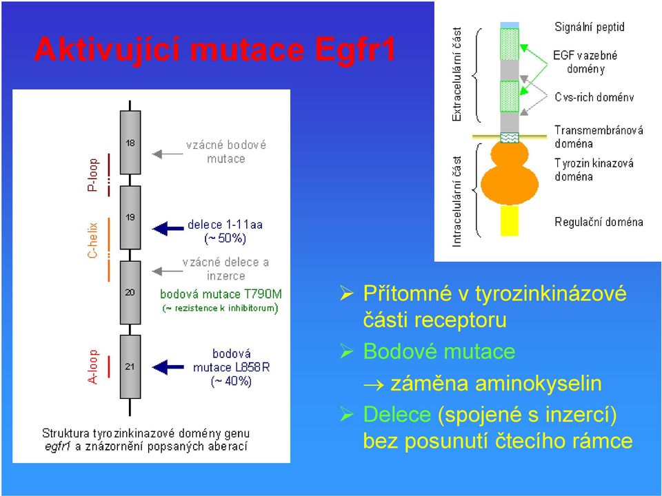 mutace záměna aminokyselin Delece