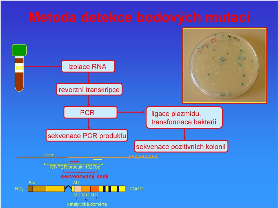 transformace bakterií sekvenace pozitivních kolonií AAAAAAAAA NH