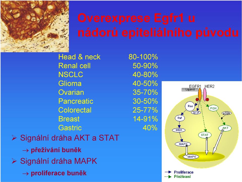 Pancreatic 30-50% Colorectal 25-77% Breast 14-91% Gastric 40%