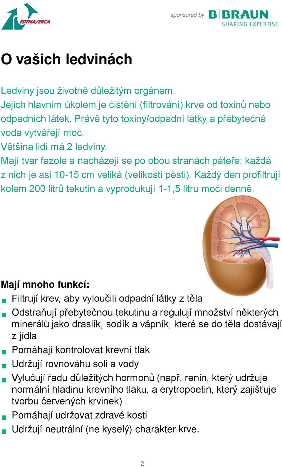 Každý den profiltrují kolem 200 litrů tekutin a vyprodukují 1-1,5 litru moči denně.