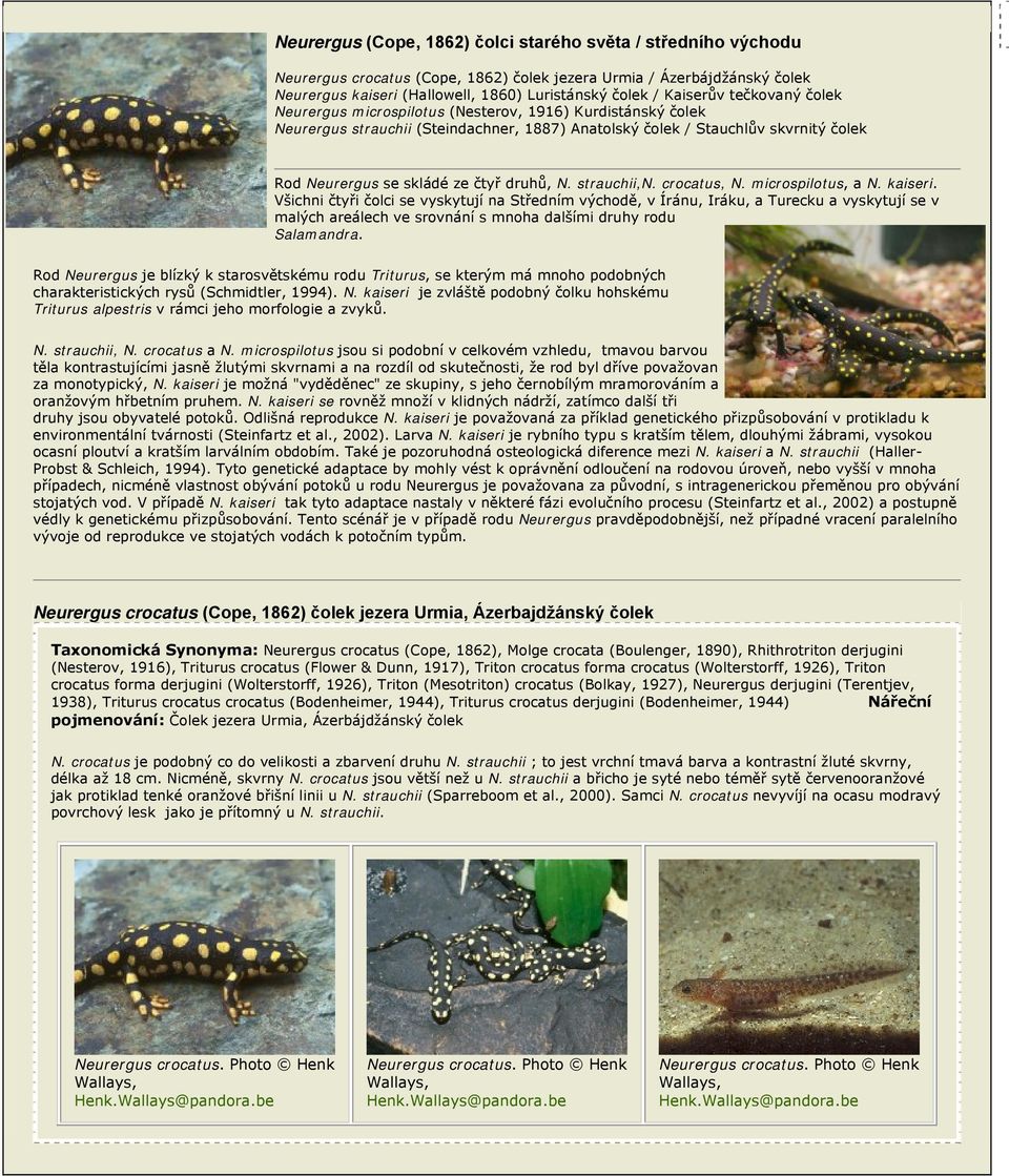 čtyř druhů, N. strauchii,n. crocatus, N. microspilotus, a N. kaiseri.