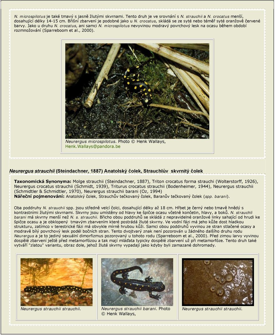 microspilotus nevyvinou modravý povrchový lesk na ocasu během období rozmnožování (Sparreboom et al., 2000). Neurergus microspilotus.