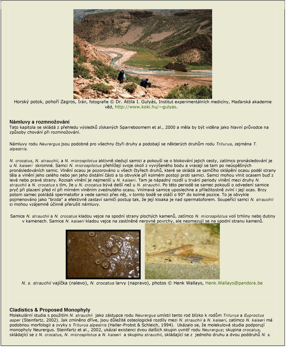 Námluvy rodu Neurergus jsou podobné pro všechny čtyři druhy a podobají se některých druhům rodu Triturus, zejména T. alpestris. N. crocatus, N. strauchii, a N.