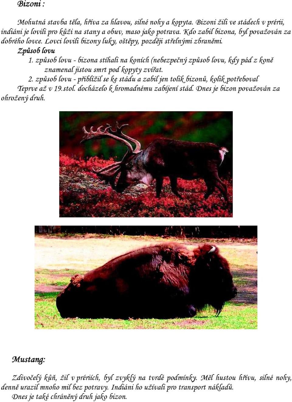 způsob lovu - bizona stíhali na koních (nebezpečný způsob lovu, kdy pád z koně znamenal jistou smrt pod kopyty zvířat. 2.