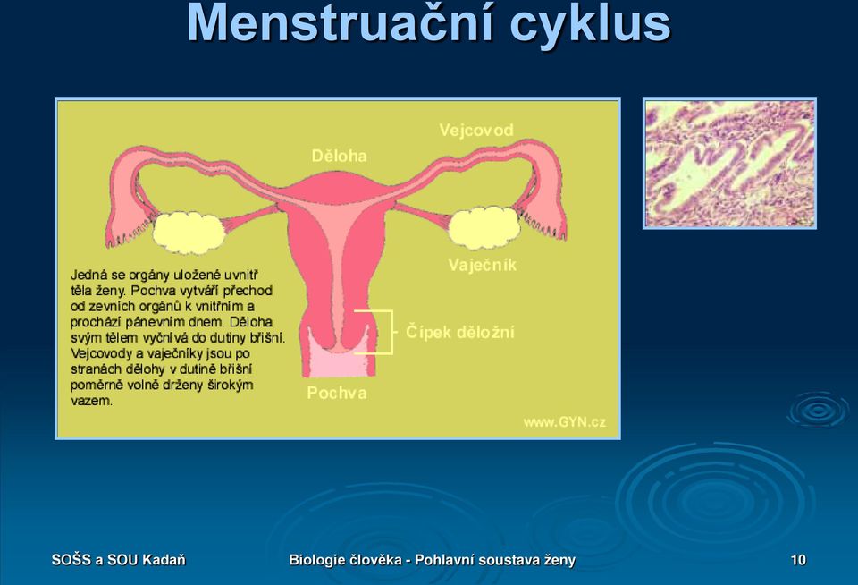 Biologie člověka -