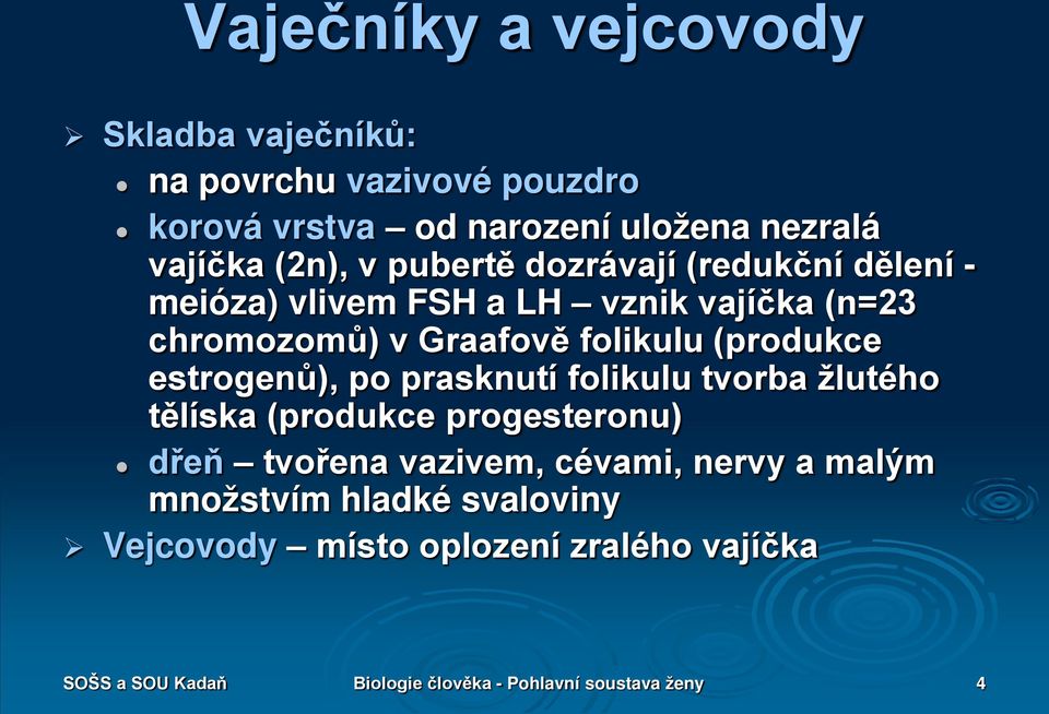 estrogenů), po prasknutí folikulu tvorba žlutého tělíska (produkce progesteronu) dřeň tvořena vazivem, cévami, nervy a malým