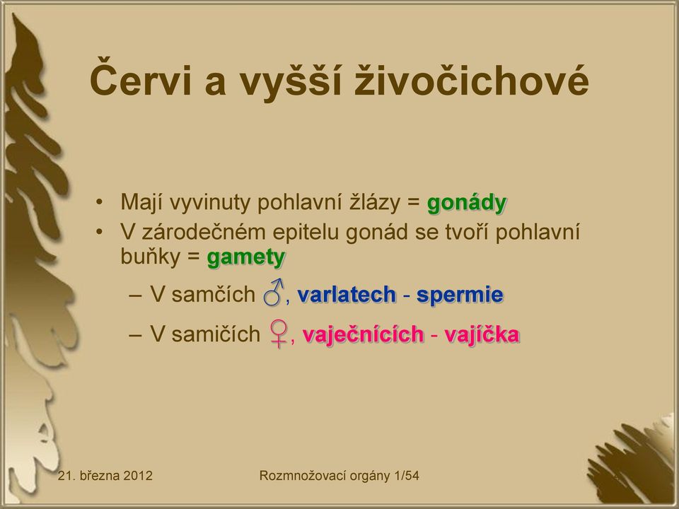 = gamety V samčích, varlatech - spermie V samičích,