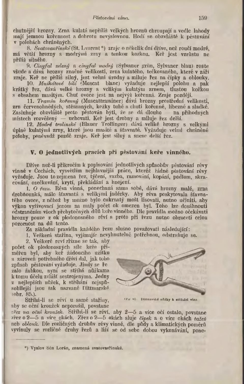 C inyfal zelený a cin y fa l modrý (Sylvaner jírůu, Sylvaner blau) roste všude a dává hrozny značné velikosti, zrna kulatého, tečkovaného, které v září zraje.