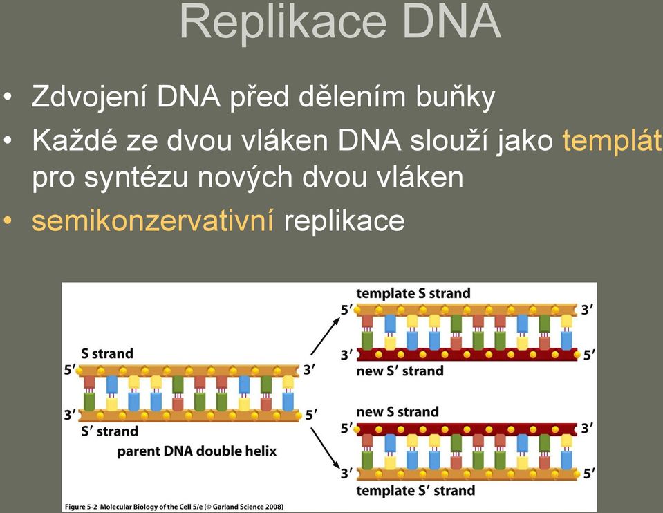 DNA slouží jako templát pro syntézu