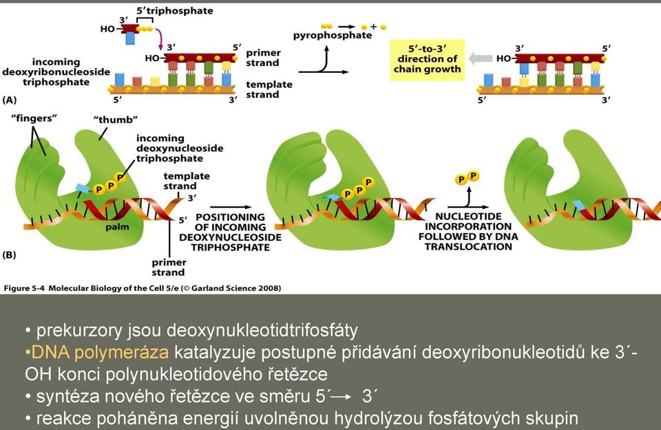 konci polynukleotidového řetězce syntéza nového řetězce ve