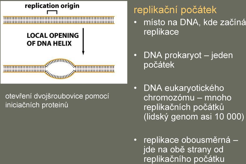 eukaryotického chromozómu mnoho replikačních počátků (lidský genom