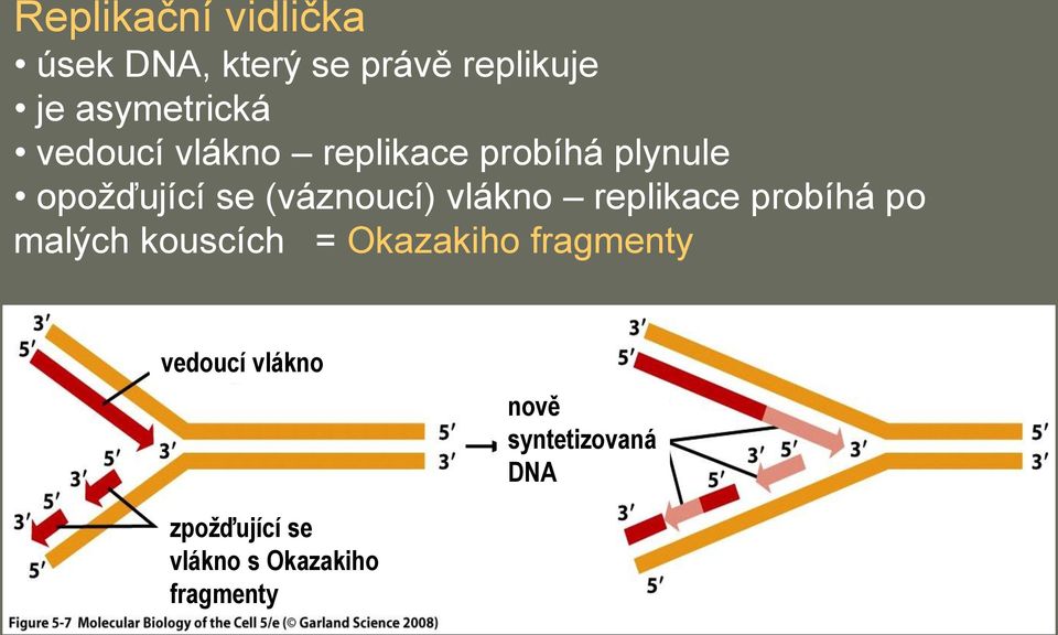 vlákno replikace probíhá po malých kouscích = Okazakiho fragmenty