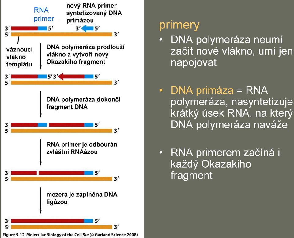 primery DNA polymeráza neumí začít nové vlákno, umí jen napojovat DNA primáza = RNA polymeráza, nasyntetizuje