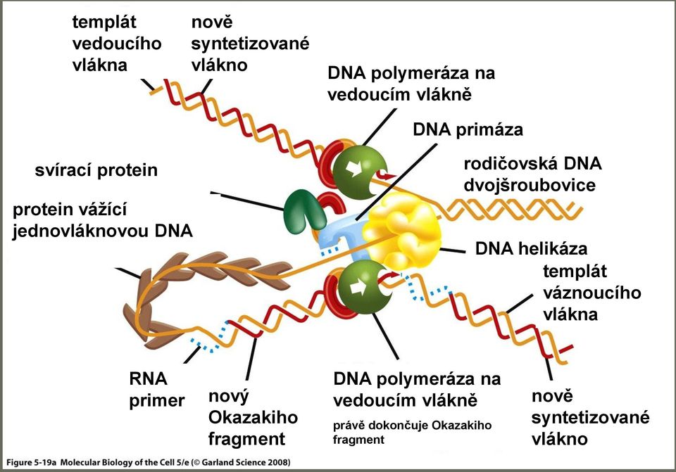 dvojšroubovice DNA helikáza templát váznoucího vlákna RNA primer nový Okazakiho