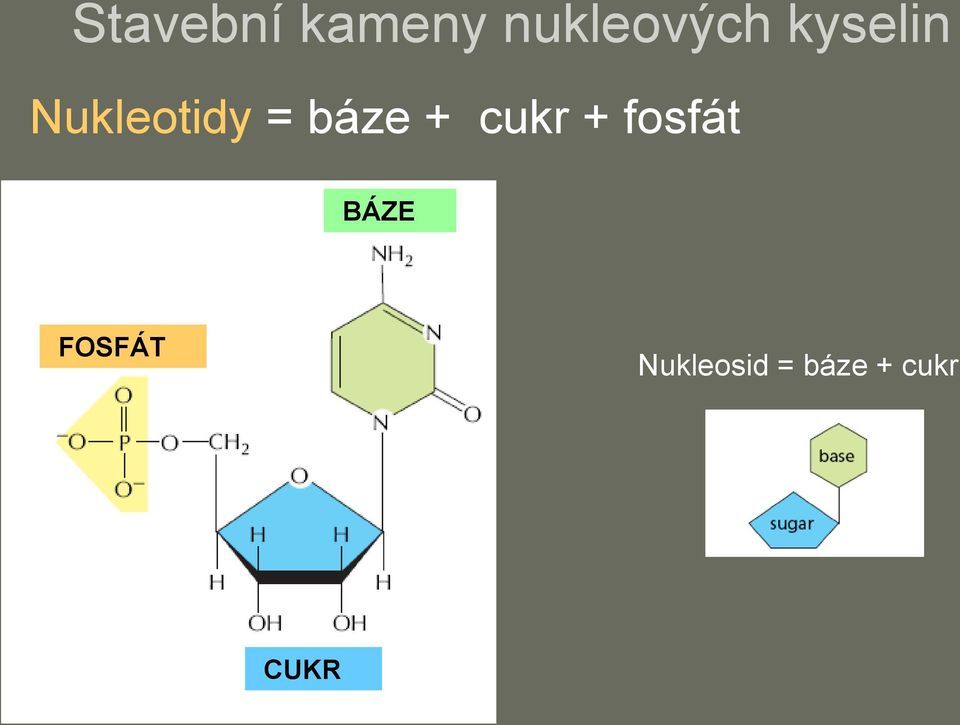 cukr + fosfát BÁZE FOSFÁT